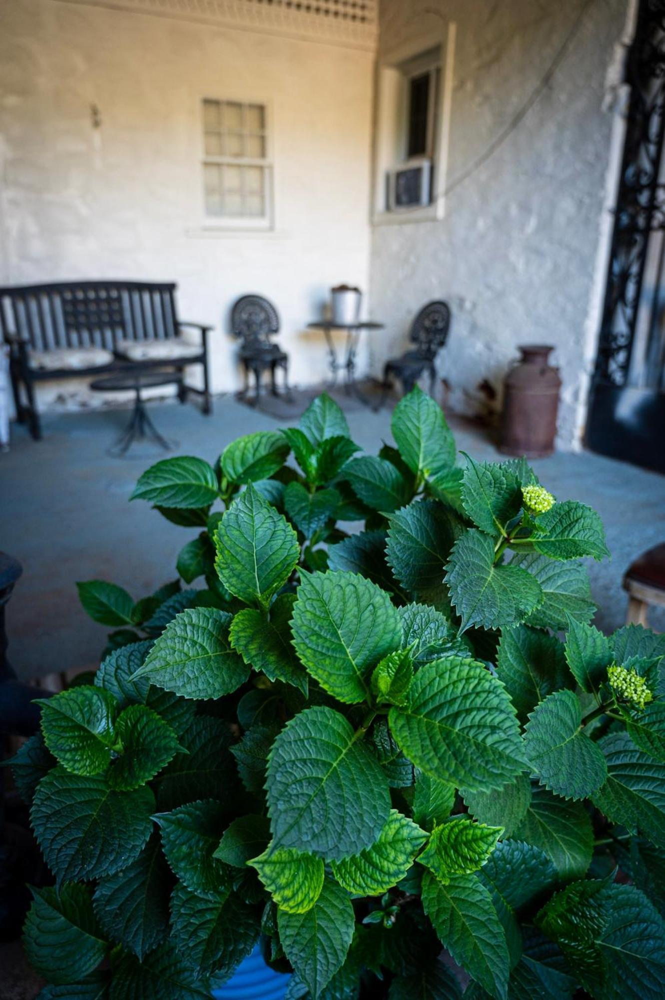 Gunn House Hotel Sonora Zewnętrze zdjęcie